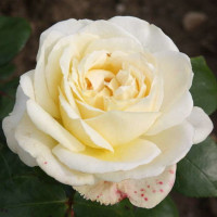Троянда Ла Перла (La Perla)