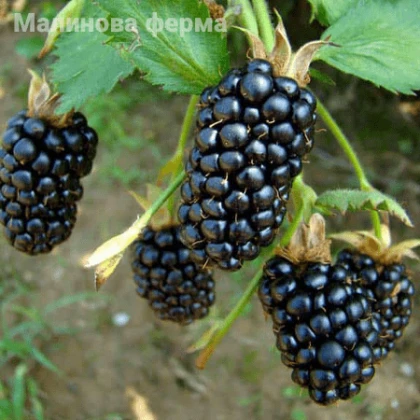 Ожина Бжезіна