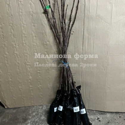 Груша Секуі