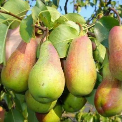 Груша Парижанка