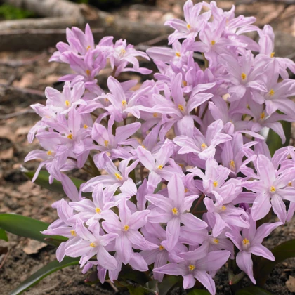 Хіонодокса Роси Щуеен (Rosy Queen)