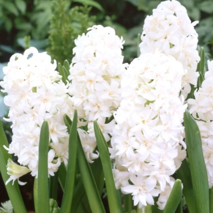 Гіацинт Снош Крістал (Snow Crystal)