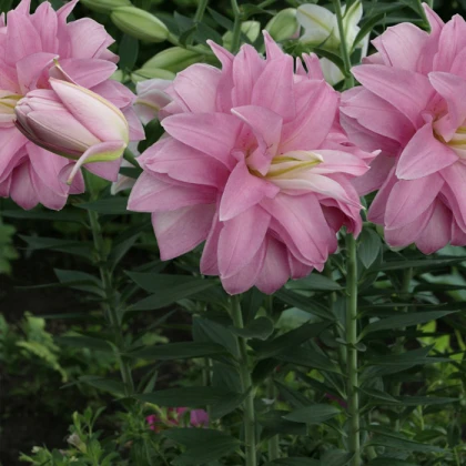 Лілія Лотус Бріз (Lotus Breeze)