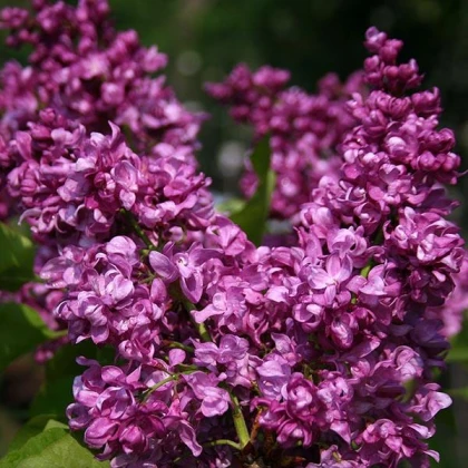 Бузок Mrs Edward Harding