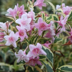 Вейгела Нана Вариегата (Nana Variegata)