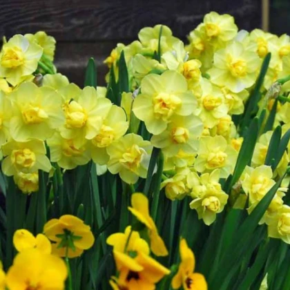 Нарцис Єллош Чеерфулнесс (Yellow Cheerfulness)