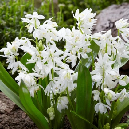 Проліска Сіберіца Алба (Siberica Alba)