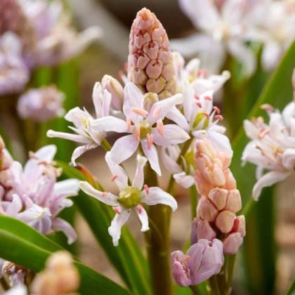 Проліска Біфоліа Росеа (Bifolia Rosea)