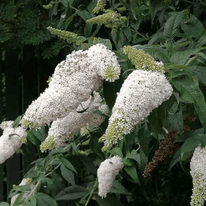 Буддлея Давида White Profusion