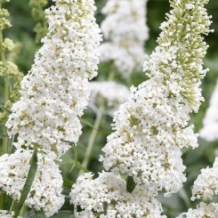 Буддлея Давида White Profusion