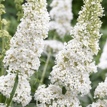 Буддлея Давида White Profusion