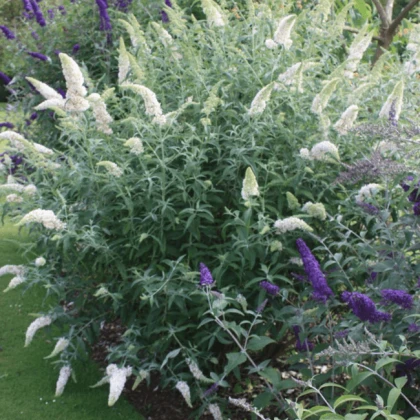 Буддлея Давида White Profusion