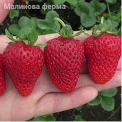 Полуниця Альбіон 10шт.