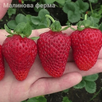 Полуниця Альбіон 10шт.