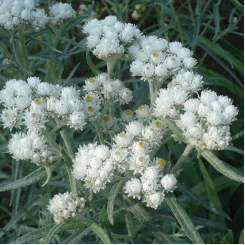 Анафалис  Margaritacea