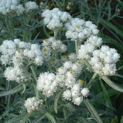 Анафалис  Margaritacea