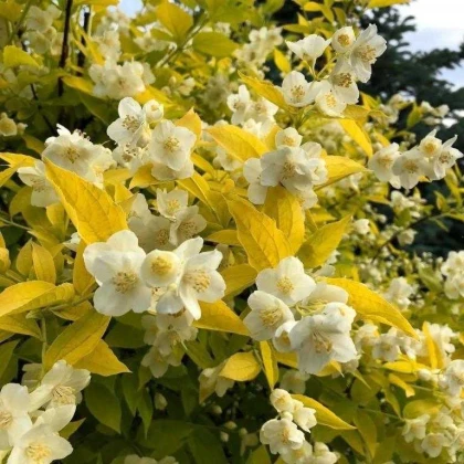 Чубушнік(Жасмін) Ауреус