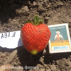 Полуниця Азія 50шт.