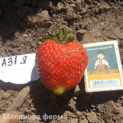 Полуниця Азія 50шт.