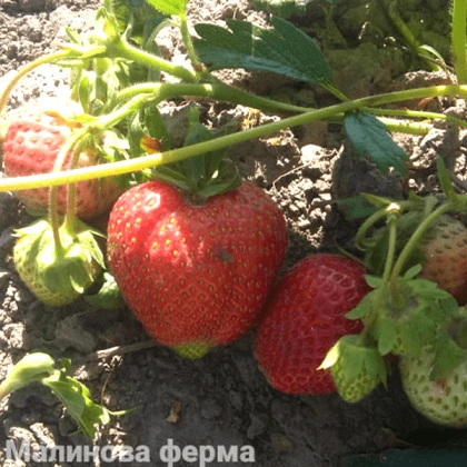 Полуниця Азія 50шт.