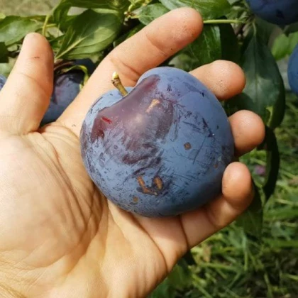 Слива диплоїдна Бербанк гігант