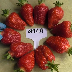 Полуниця Брілла 25шт