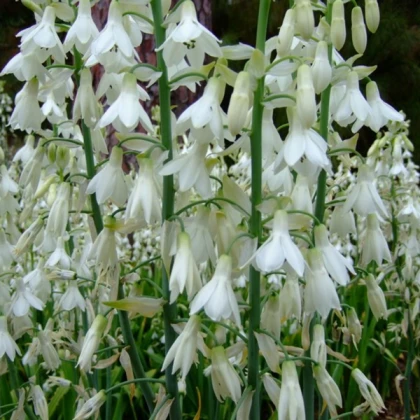 Гальтонія Кандіканс (Candicans)