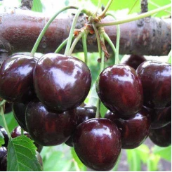 Вишня Чорнокорка