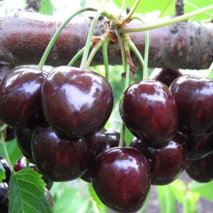 Вишня Чорнокорка
