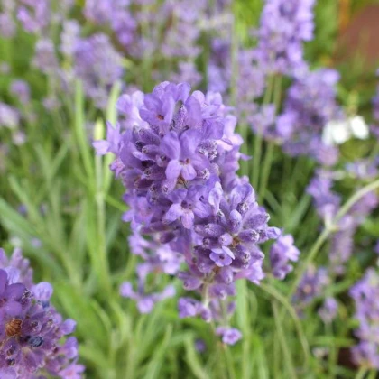 Лаванда Dwarf Blue