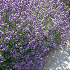 Лаванда Dwarf Blue