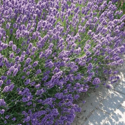 Лаванда Dwarf Blue