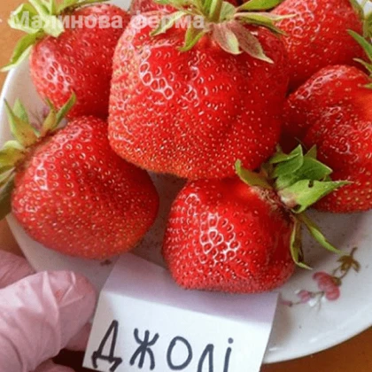 Клубника Джоли 25 шт
