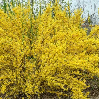 Форзиція Flojor