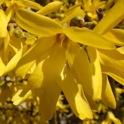 Форзиція Flojor