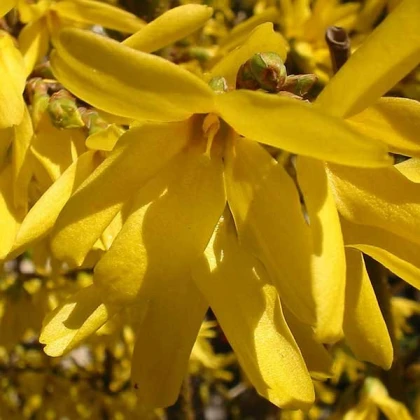 Форзиція Flojor