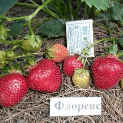 Полуниця Флоренс 10шт.