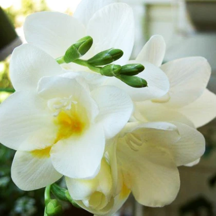 Фрезія махрова Біла (White)