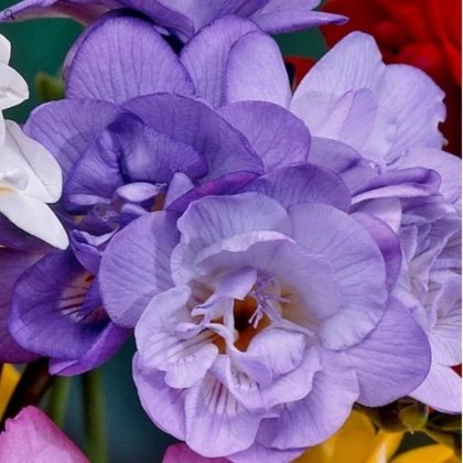 Фрезія махрова Пурпурова (Purple)