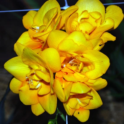 Фрезія махрова Жовта (Yellow)