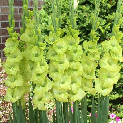 Гладіолус Грін Стар (Green Star)