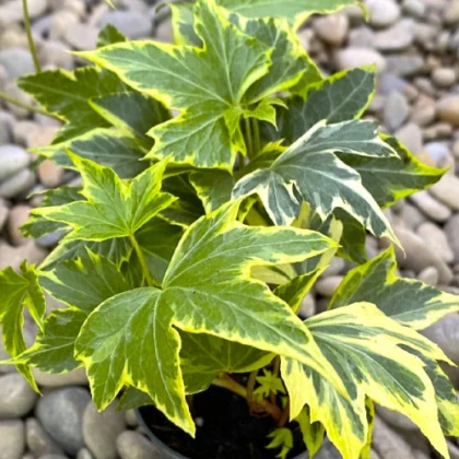 Плющ Golden Matilde