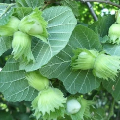 Фундук Каталонский