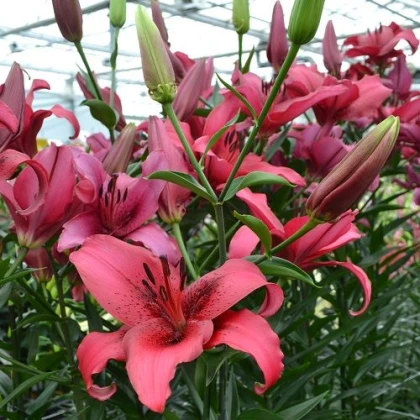 Лілія Пінк Кантрі (Pink County)