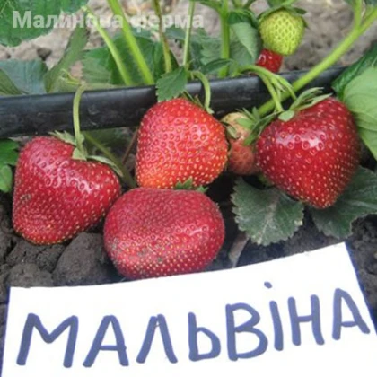 Полуниця Мальвіна 100шт