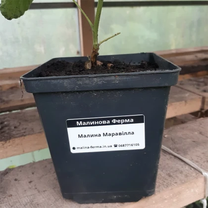 Малина Маравілла ЗКС