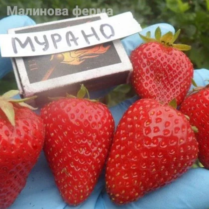 Клубника Мурано 10 шт. в контейнере