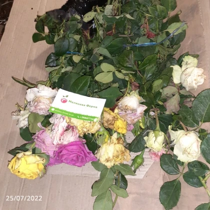 Комплект «Преміум»з 5 мікс сортів