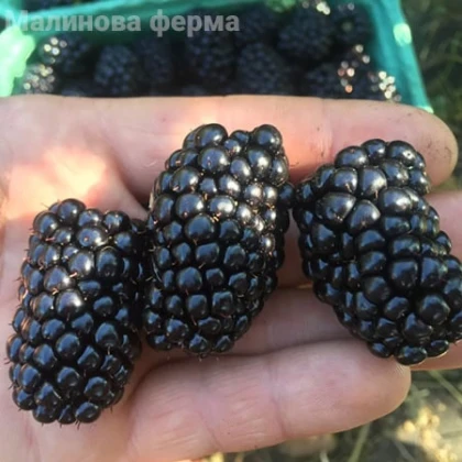Ежевика Натчез