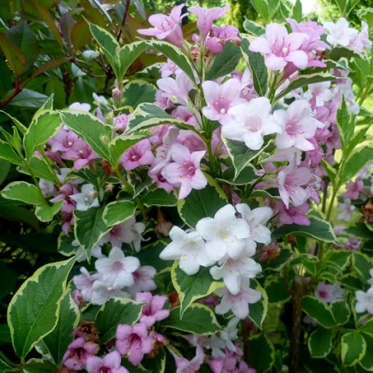 Вейгела Нана Вариегата (Nana Variegata)